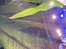 IMG_8533.jpeg