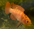 26.png