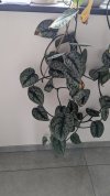 PXL_20240531_084355388.jpg