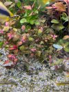 Ludwigia.jpg