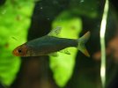 Sawbwa_resplendens3.jpg