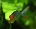 Sawbwa_resplendens5.jpg