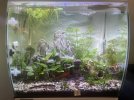 Aquarium Wohnzimmer 20.10.2024.JPG