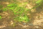 Gammarus.jpg