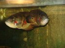 Astronotus ocellaris Paar.jpg