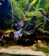IMG_1246.jpeg