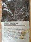 AT 01-1988 - Echinodorus amazonicus.jpg