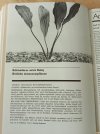 AT 11-1986 - Echinodorus osiris.jpg