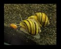 Zebra-Apfelschnecke.jpg