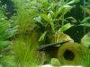 Aquarium Dezember 2006 012.jpg