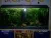 aquarium.JPG