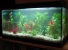 aquarium 003.jpg