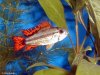 Apistogramma cacatuoides.jpg