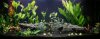 chrisaquarium251206-1.jpg
