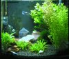Aquarium01_1a.jpg