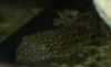 Antennenwels_07.01.2006.jpg