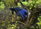 IMG_4342.jpeg