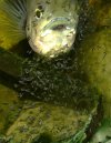 comp_A ocellatus 4.jpg comp_A ocellatus 4.jpg