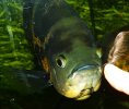 A. ocellatus ♂ 5(2).jpg A. ocellatus ♂ 5(2).jpg