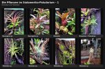 paludarium_pflanzen_originale_1.jpg