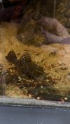 IMG_4105.jpeg