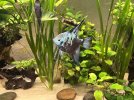 IMG_2185.jpeg