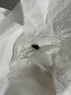 IMG_8966.jpeg