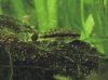 otocinclus-1.jpg