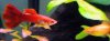 redguppy and platy.jpg