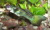 Guppy.JPG