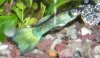 Guppie.JPG