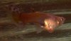 bild_guppy.jpg