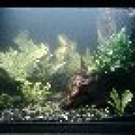 Aquariumboy