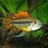 Apisto