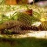 zuchtfisch