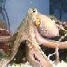 Krake