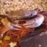 mr.krabs