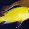 Rocco53b