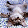 catz426
