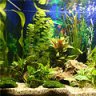 AquariumGugger