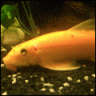 Barracuda