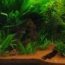 FischRaul