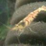 Caridina sp. Tiger