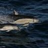 Delfin