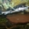 Bugdream
