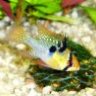 hyberfish