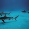 Carcharhinus