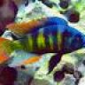 Aquaristik Andy