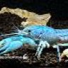Clarkii
