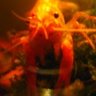 itschie
